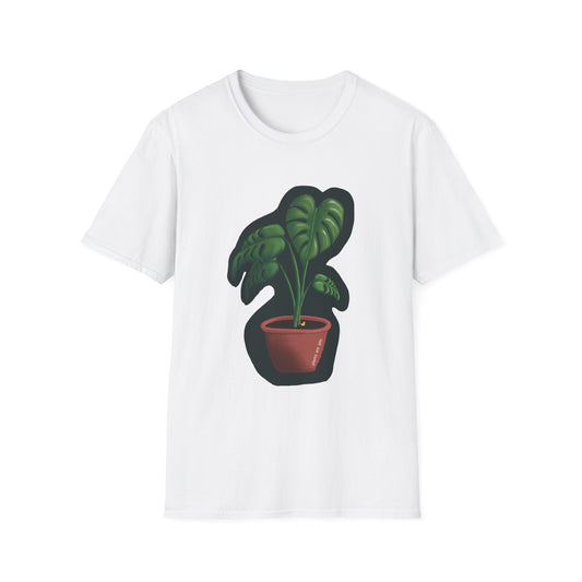 Monstera
